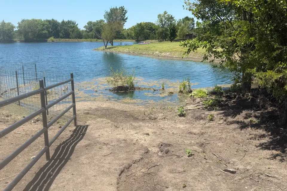 A ranch pond with a mat of green algae floating along the near shoreline before cleaning